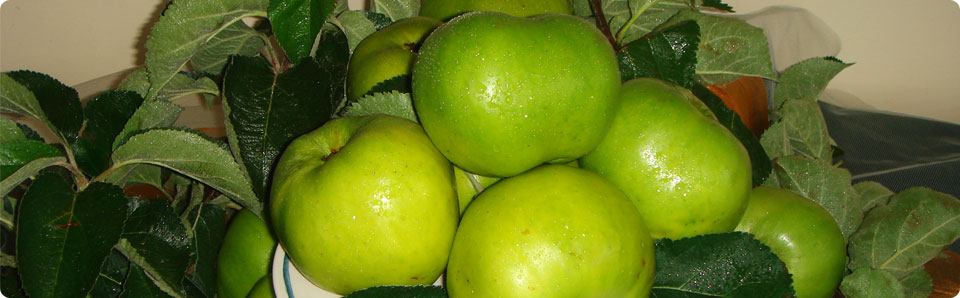 bramley apples